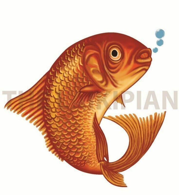 G- Goldfish - Image 1