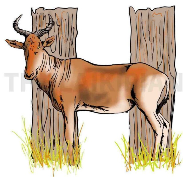 H-Hartebeest - Image 1
