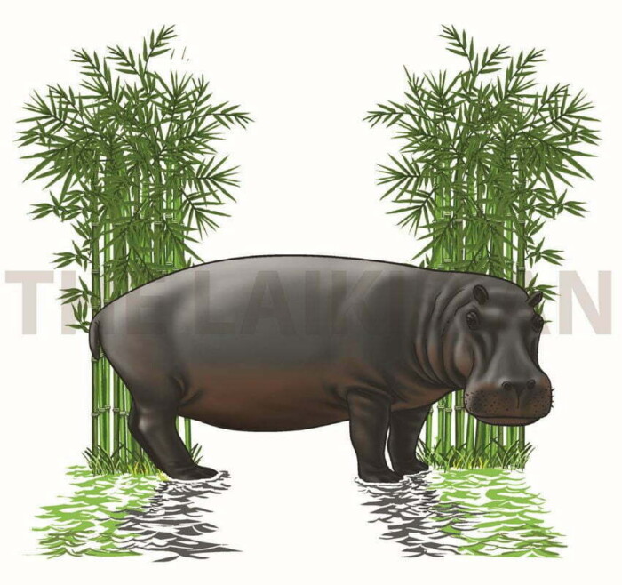 H-Hippo - Image 1