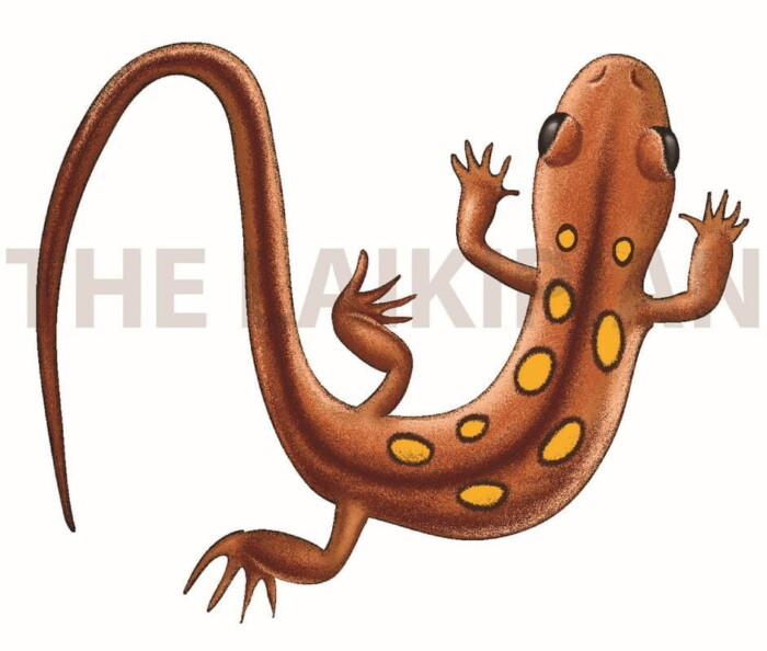 N-Newt - Image 1