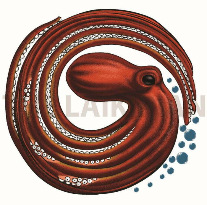 O-Octopus - Image 1