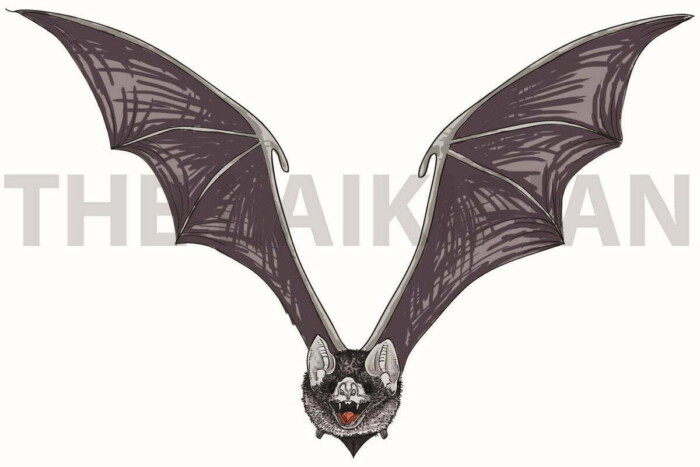 V-Vampire Bat - Image 1