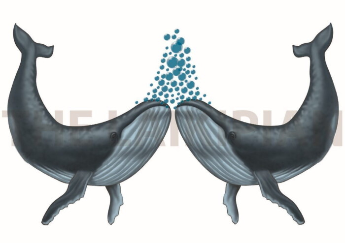 W-Whale - Image 1