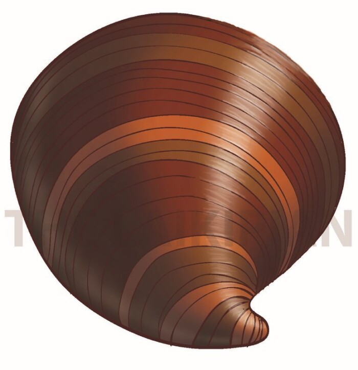 Q-Quahog - Image 1