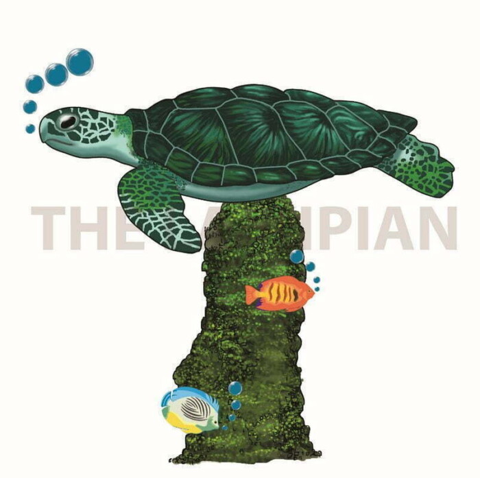 T-Turtle - Image 1
