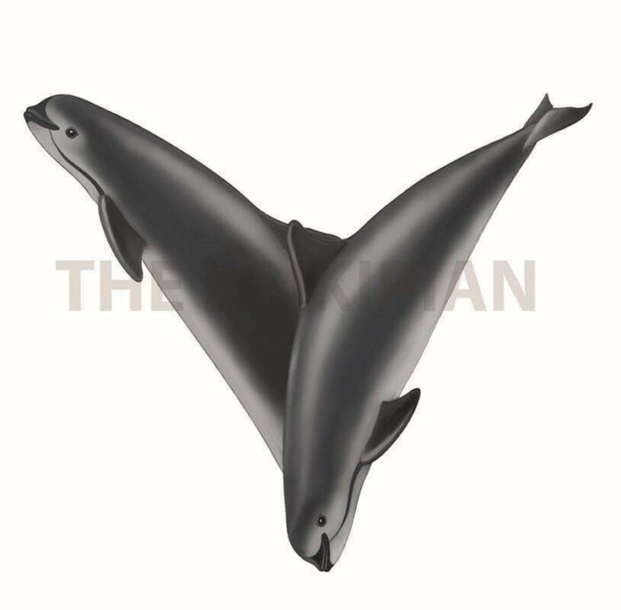 V-Vaquita - Image 1