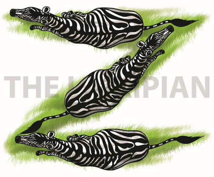 Z-Zebra - Image 1