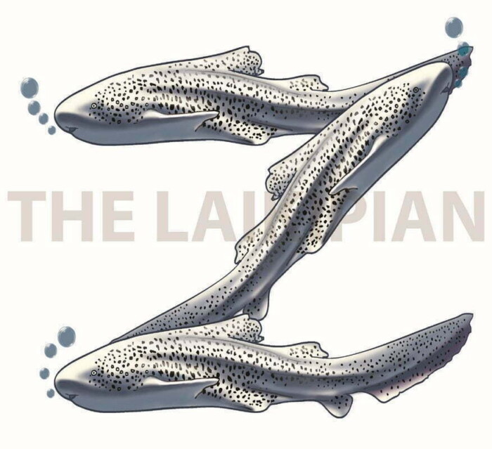 Z-Zebra shark - Image 1