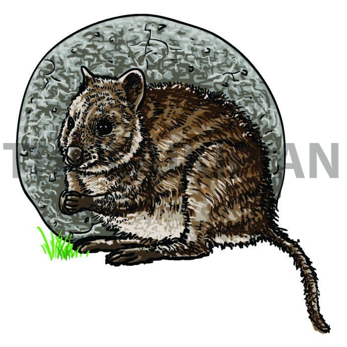 Q-Quokka - Image 1