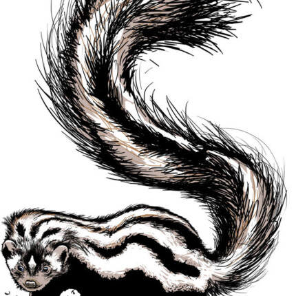 S-Striped polecat