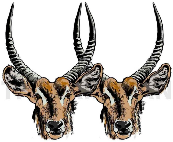 W-Waterbuck - Image 1
